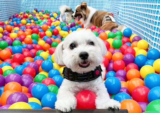 イベントアイキャッチ