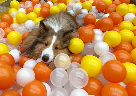 イベントアイキャッチ