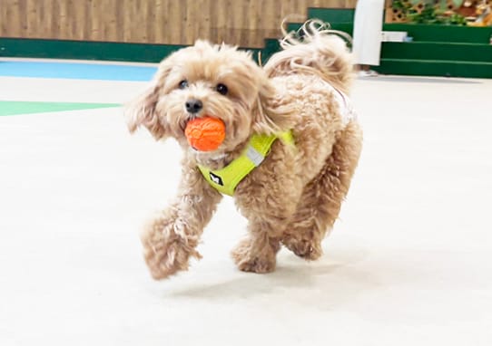 イベントアイキャッチ