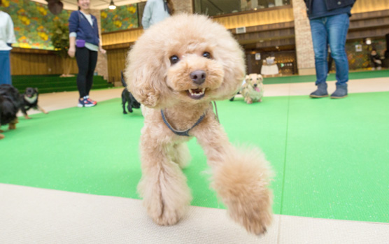 ドッグパーク ペットホテル横浜 Wancott ワンコット 犬と人のための大型複合施設
