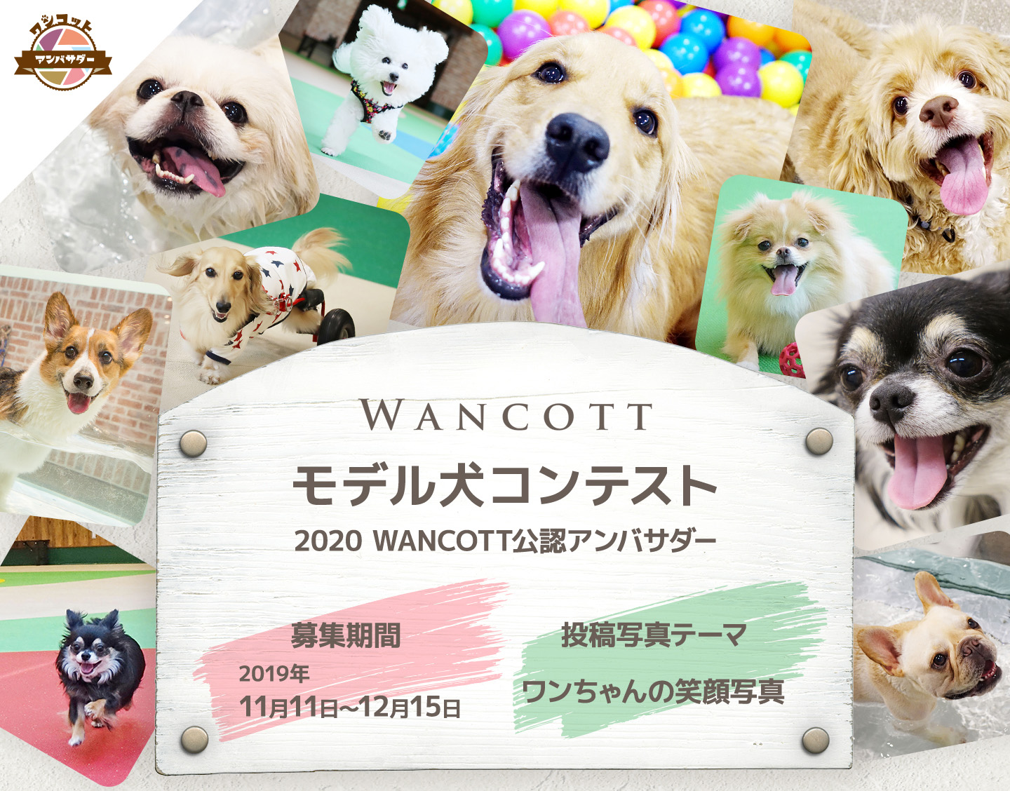 11月11日(月)より応募受付開始！ 『WANCOTTモデル犬 コンテスト』 開催！