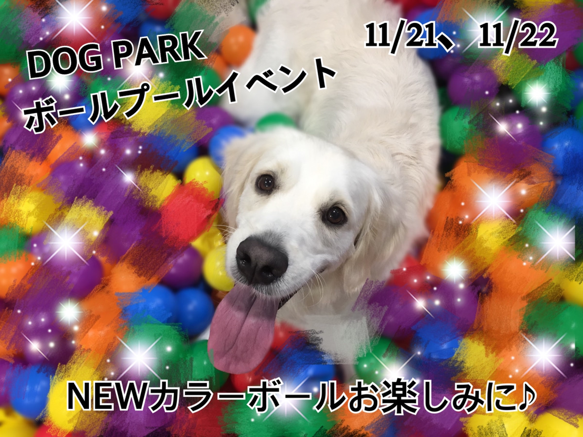 11月21日(土)・22日(日)ドッグパーク ボールプールイベント開催！