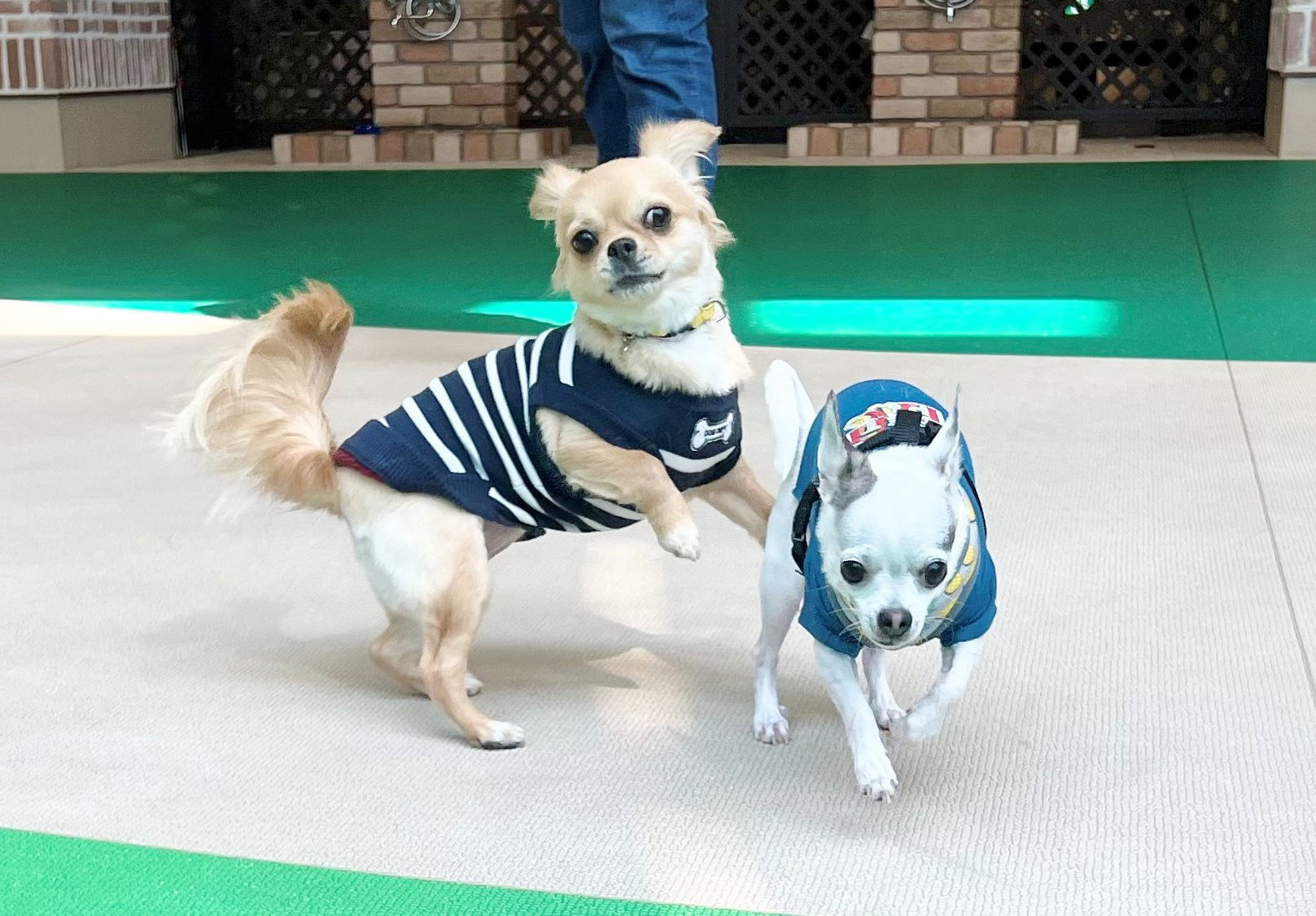7月30日(日)WAN PLAY TIME（小型犬）開催！