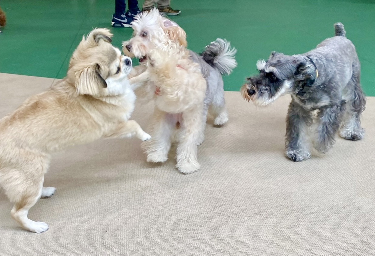 1月7日(日)WAN PLAY TIME《小型犬》開催！ ～思いっきり遊びたいワンちゃん達のための1時間～