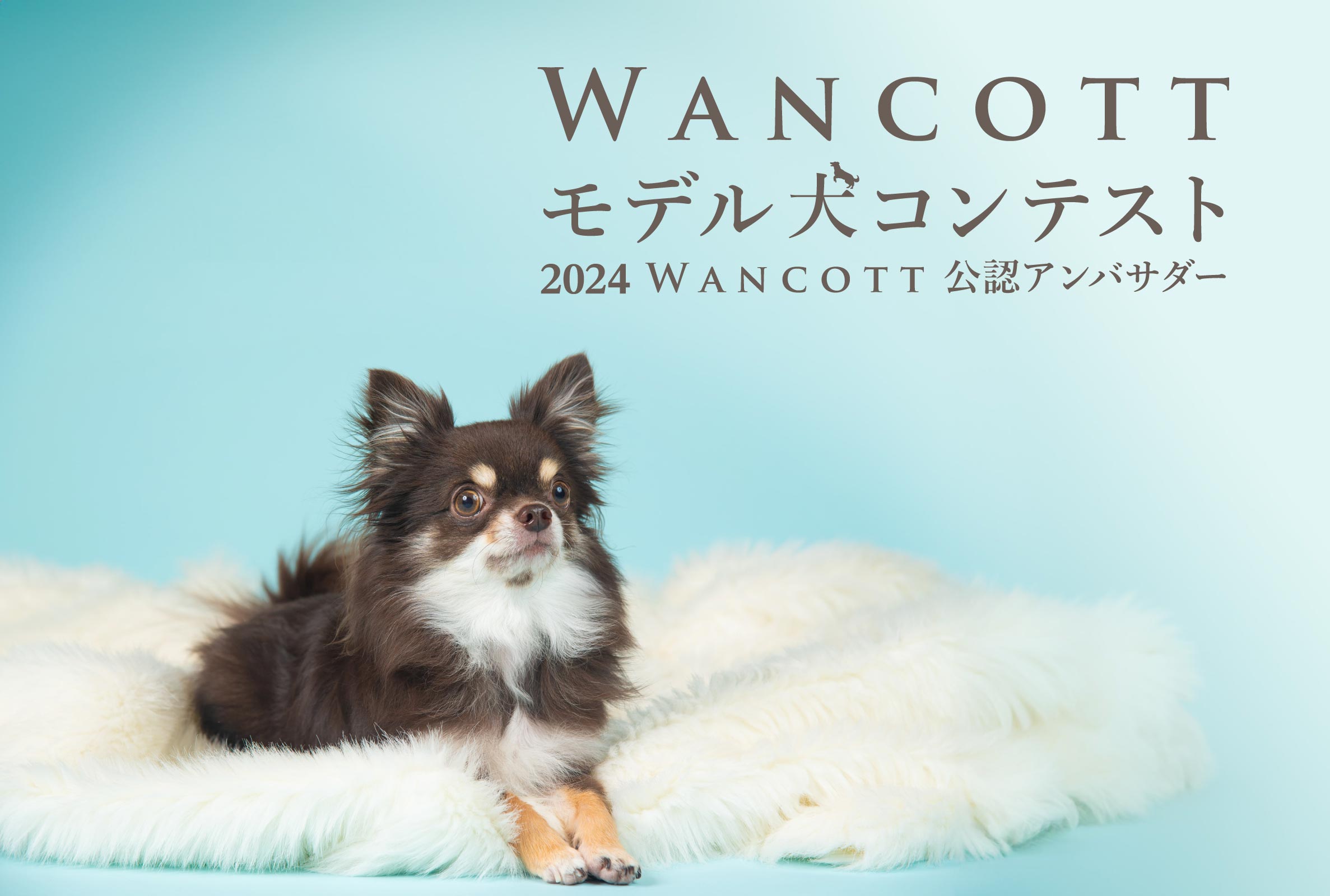 2024 WANCOTT公認アンバサダー犬ご紹介！