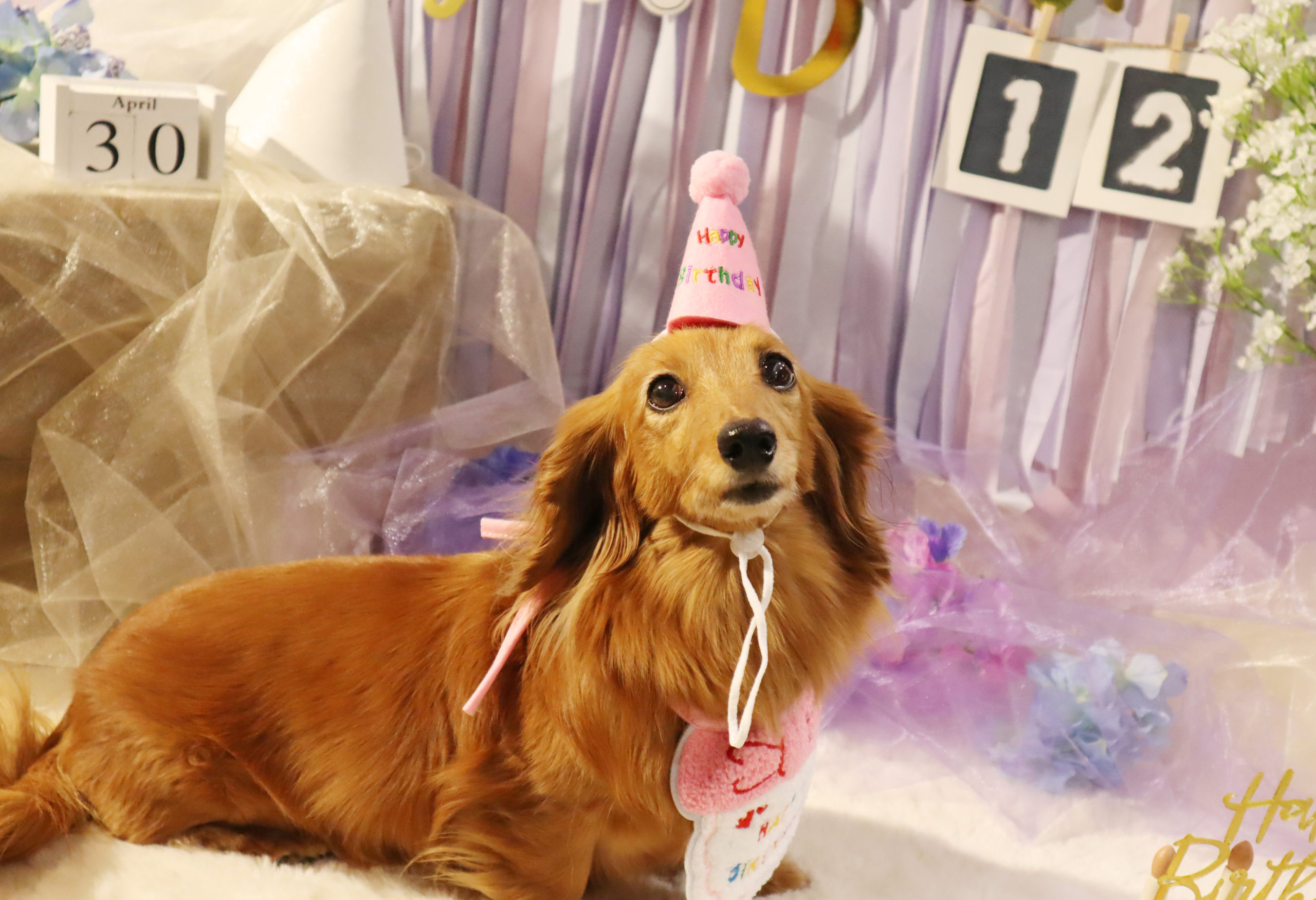 《お誕生日当日限定！》DOG PARKお誕生日プレゼント🎁